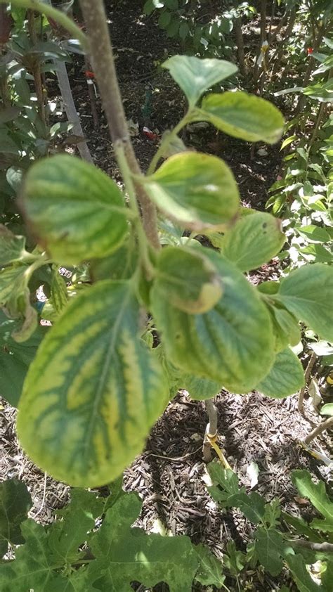 For starters, a simple routine of caring for this tree in its youth will lead you to a lifetime of having this visually striking beauty in your yard. Desert Valley Orchard: Chocolate Persimmon