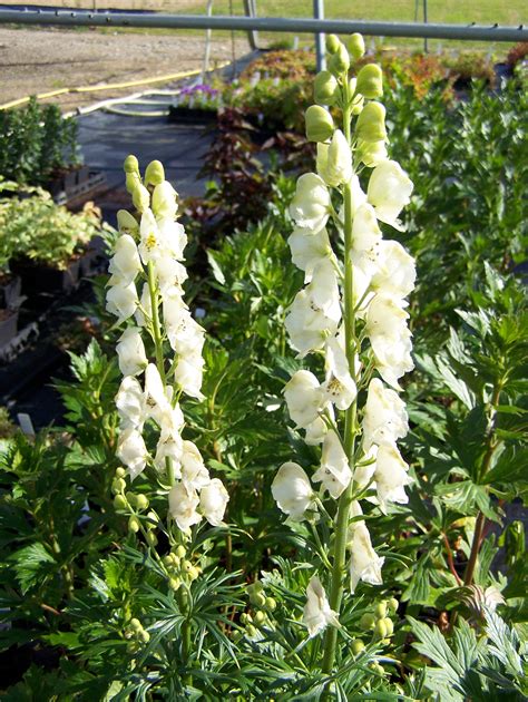 Buy Aconitum Plants In Variety By Mail Order