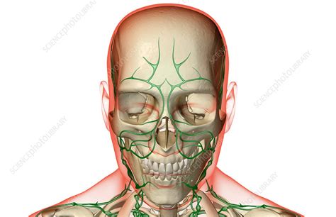 The Lymph Supply Of The Head And Face Stock Image F0015780 Science