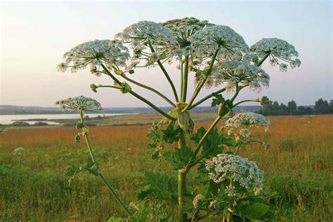 Do Not Touch This Plant Giant Hogweed Can Cause Severe Burns Or Blindness