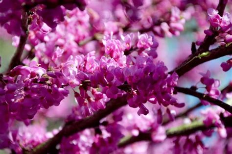 26 Gorgeous Pink Flowering Shrubs For Your Garden • Tasteandcraze