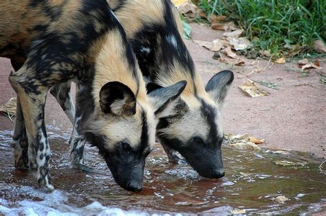 The Jungle Store African Wild Dogs