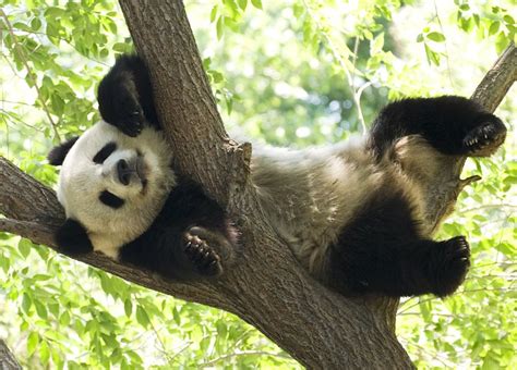 30 Interesting Giant Panda Facts