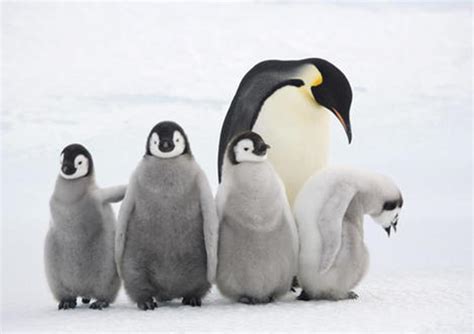Protect Penguins With A Wwf Adoption Discover Animals
