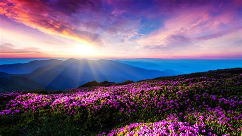 Pink Mountains 4k Wallpapers Flowers Landscape Pink Flowers Mountain Sunlight Sun Rays