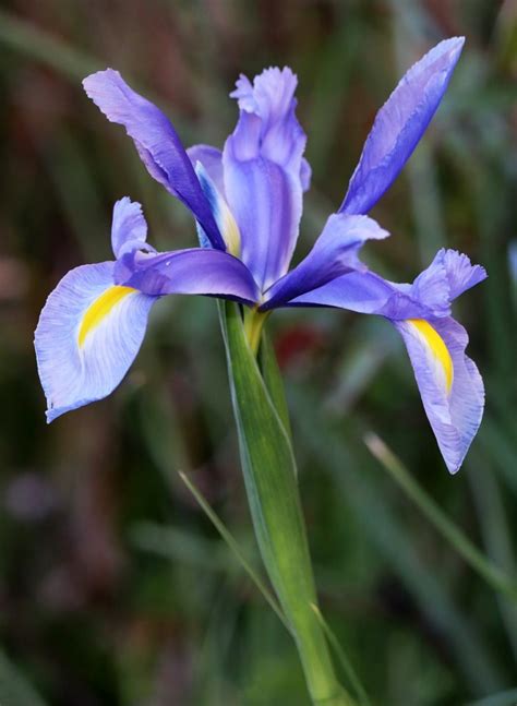 Dutch Iris How To Grow These Elegant Spring Flowers In Your Garden