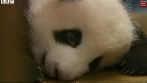 China Shows Off 14 Panda Cubs