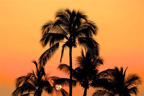 Glowing Orange Sunset And Palm Trees Stock Photo Image Of Glowing