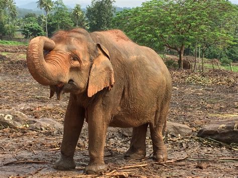 Pinnawala Elephant Orphanage In Sri Lanka Dave S Travel Corner