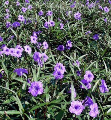 1st in flowers makes it easy to send flowers to your favorite couple vacationing at a hotel in miami, your parents in west palm beach or your retired grandparents living naples. Mexican Petunia (Ruellia Purple Showers) - Premier Growers ...