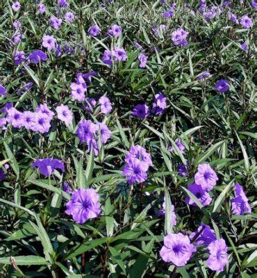 Check spelling or type a new query. Mexican Petunia (Ruellia Purple Showers) - Premier Growers ...