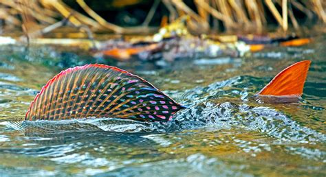 Ode To The Wonderful Grayling — Fish Eye Guy Underwater Trout Photography