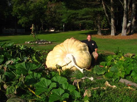 The Heaviest Pumpkin Ever Weighed Was The 2009 Pounder Presented By Ron