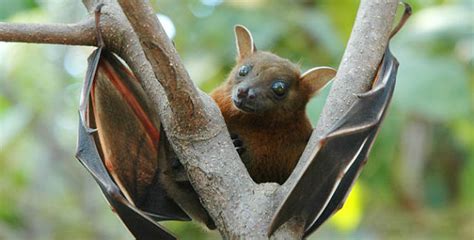 25 Incredible Facts About Bats You Probably Didnt Know