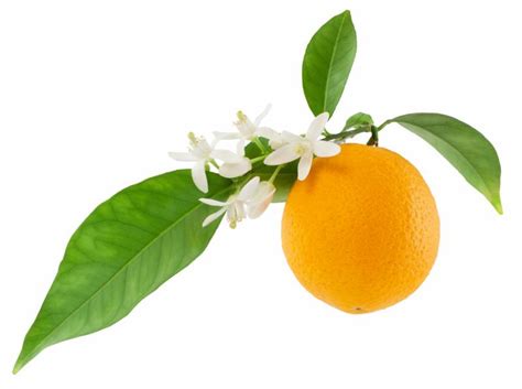 See more ideas about orange blossom, blossom, orange. Orange Blossom Flower Oil Wholesale Suppliers and ...