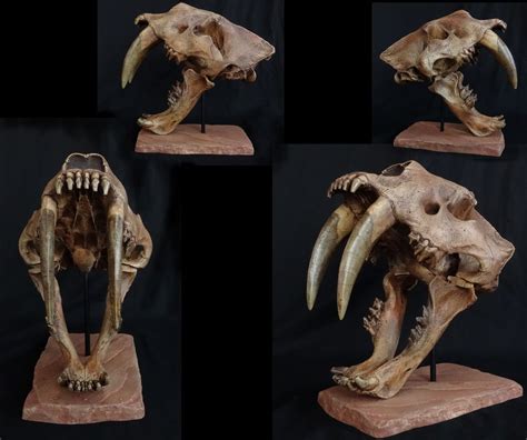 Smilodon Skull Smilodon Animal Skeletons Animal Skulls