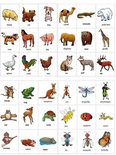 Learn English Vocabulary Through Pictures 500 Animal Names Eslbuzz