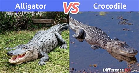 10 Key Differences Between Crocodiles And Alligators 60 Off