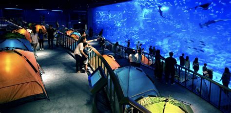 Sea Aquarium Attractions In Singapore Resorts