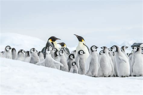 Antarctic Icon 44 Facts About The Emperor Penguin