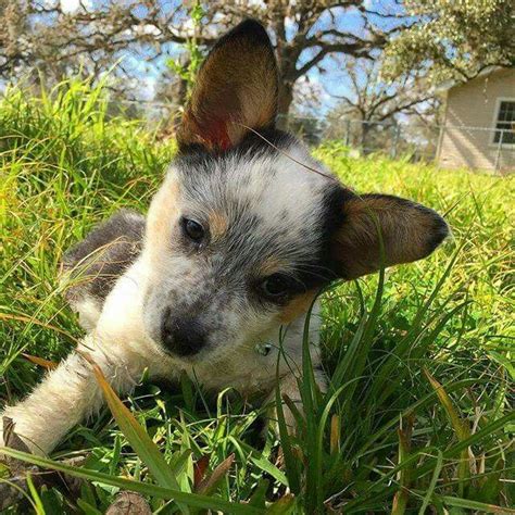 Why do dogs eat grass and weeds? "Oh, small blade of grass. How I eat you all day long. Just to throw you up. A haiku." via ...
