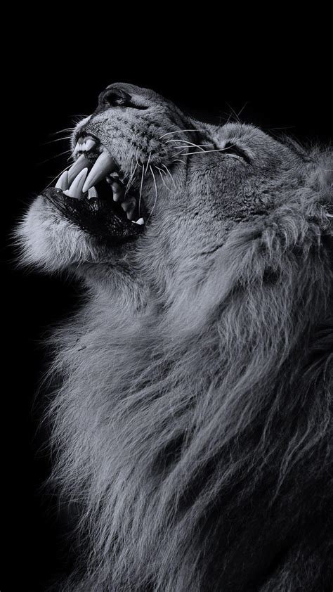 Lion Aesthetic Pictures Wallpapers Wallpaper Cave