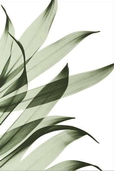 'Song of India I295' Photographic Print - Albert Koetsier ... Teal, aqua, olive 3 sizes 8 1/2 x 11 11 x 17 13 x 19.