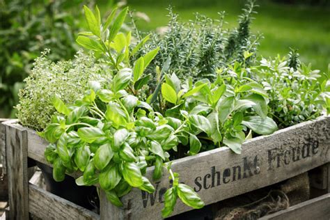 Planting Succulents In Containers Without Drainage - How to Plant Succulents in Pots without Drainage Holes