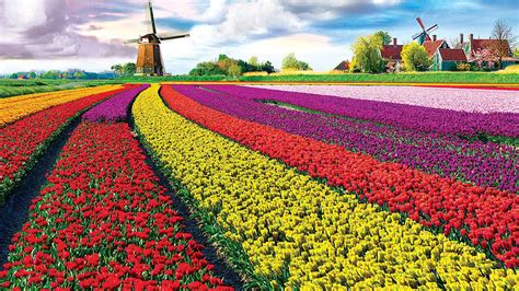 [1920 x 1080] tulip field visit the prettiest flower fields of the netherlands r wallpapers