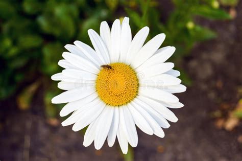 White Big Chamomile Flower In The Garden Close Up Stock Photo Image