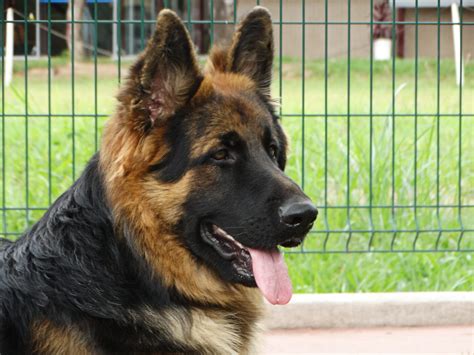 Is A German Shepherd A Good Guard Dog