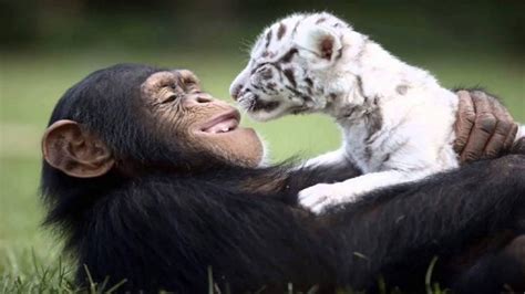 12 Unusual Animal Friendships That Will Melt Your Heart Youtube