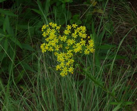Southern Ragwort All Things Wild Wildflowers Southern Garden Plants