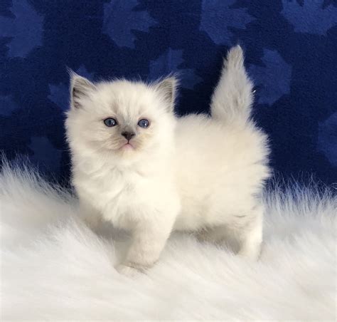 Ragdoll Kittens For Sale Las Vegas Jodie Forbes