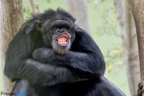 Some of the most funniest and hilarious animals pictures with captions are listed below …. 22 Hilarious Photos of Animals Making Funny Faces
