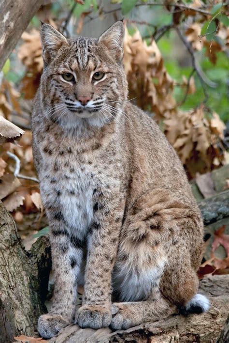 Bobcat Lynx Rufus Animals A Z Animals
