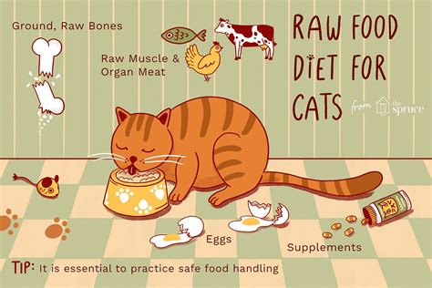 What Is The Healthiest Diet For A Cat Catwalls