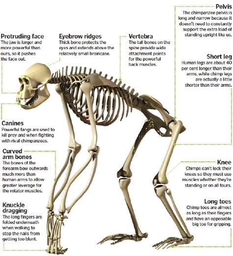 Skeletal Anatomy Of Chimp