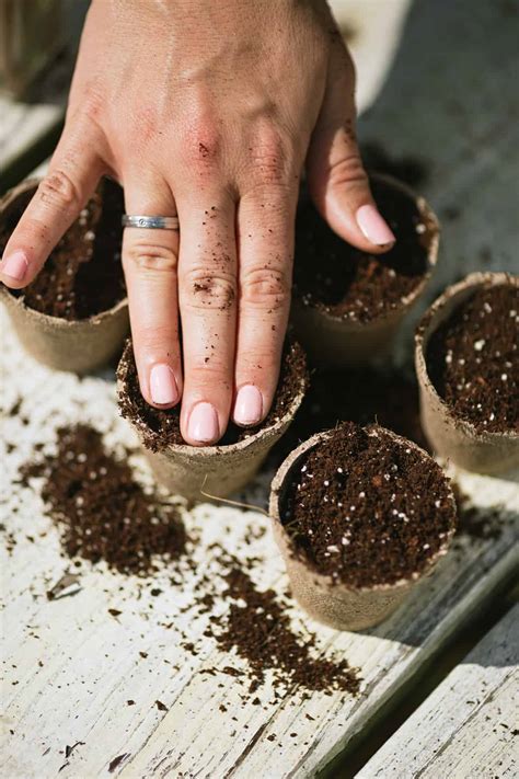 How To Plant Seeds Organic Vegetable Gardening Wholefully