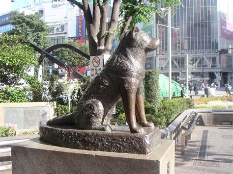 The Real Hachiko A Story Of Faithfulness