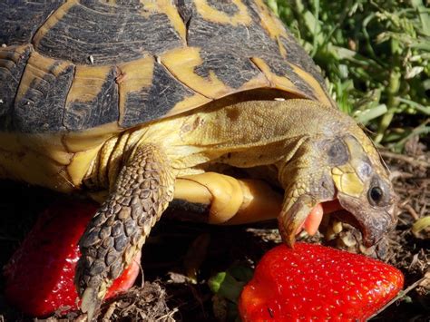 Turtle Food What To Feed Your Pet Turtle What Do Turtles Eat