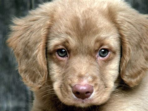 Sad Puppy Face Echomon