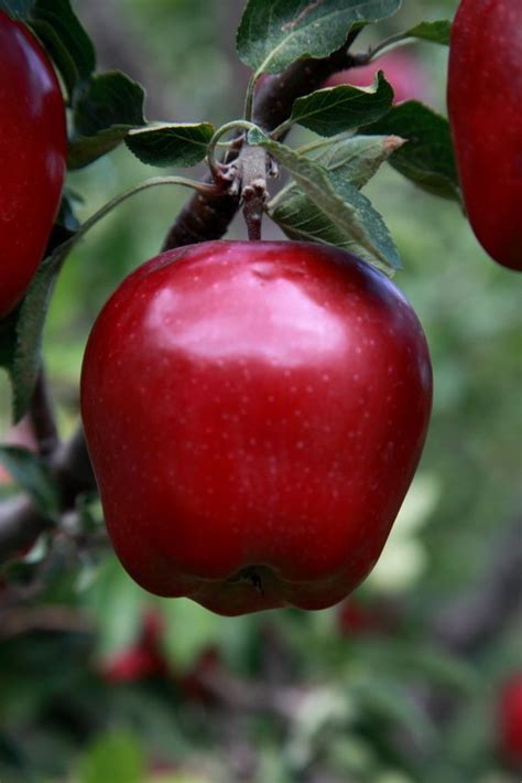 Toothed, or serrated like a bread knife; Red Delicious Apple Trees For Sale | The Tree Center