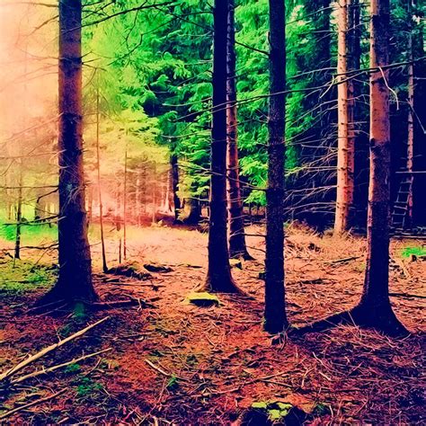 Trees iPad Wallpapers Free Download