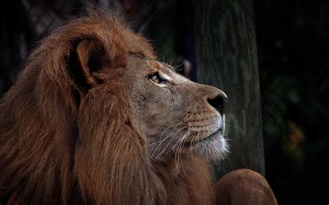Lion Profile Photograph by Bill Martin Third, sea lions are noisy.