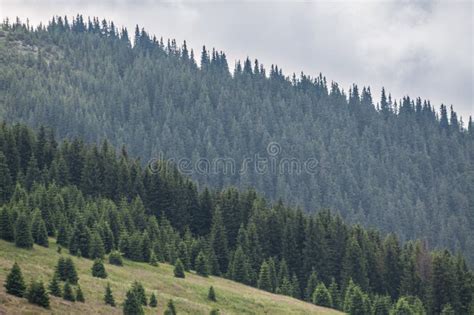 Mountains Covered By Forests And A Lake On A Summer Day Stock Image