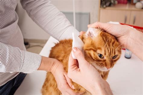 Ear Hematoma Surgery In Cats Santa Rosa Vets