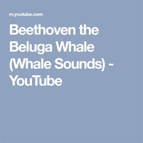 Beethoven The Beluga Whale Whale Sounds Youtube Beluga Whale