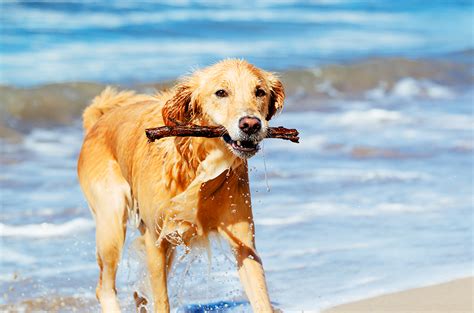 If you are interested in adopting one of our guests, please visit our adoptions counter on the day the animal is legally available. Pet Friendly Hotels Virginia Beach | Dog Friendly Hotels ...