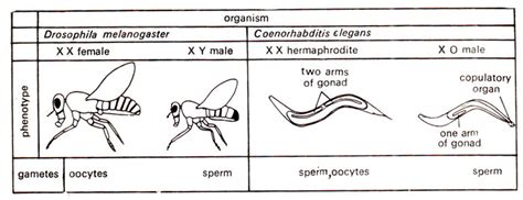 Xa Ratio And Gynandromorphs In Drosophila Sex Determination Sex